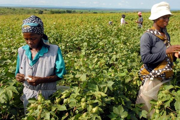 Strategi Pertanian untuk Mengatasi Krisis Pangan di Afrika